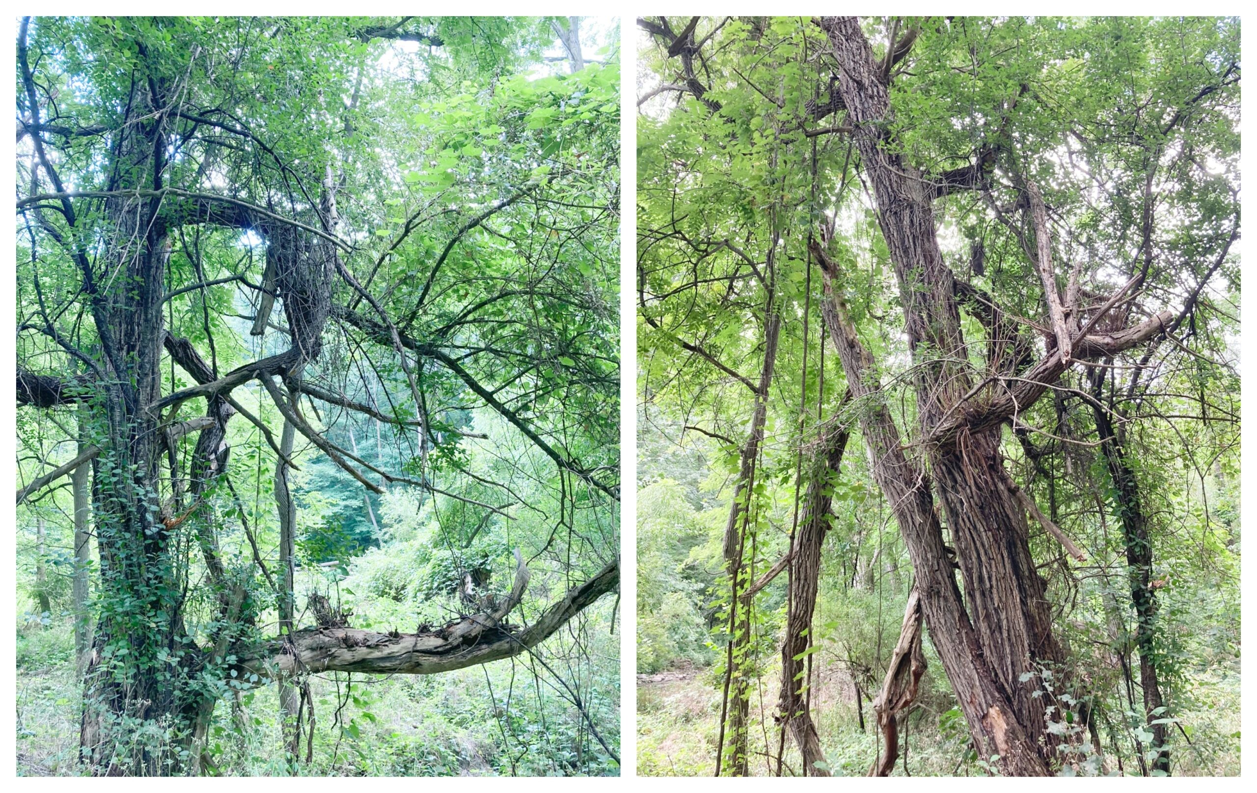 Slappy Trees 14 – Shelbee on the Edge